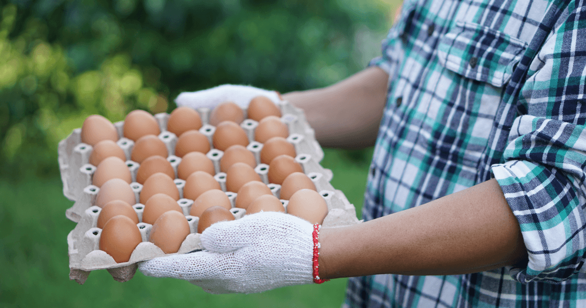 Closeup of farmer holding a tray of chicken eggs from the farm